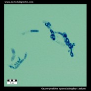 bacterial spores microscopy